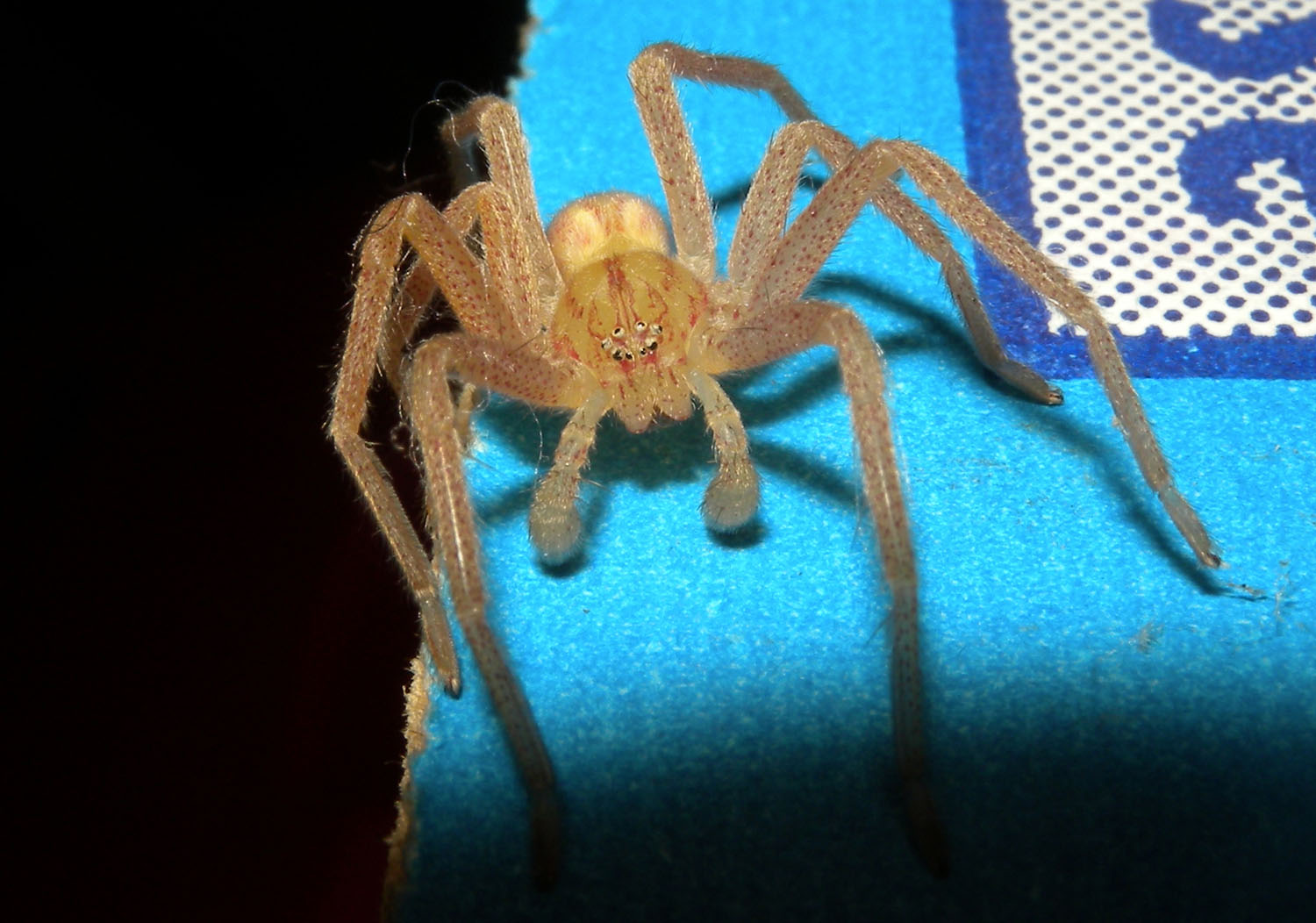Micrommata virescens
